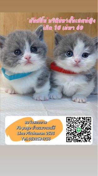 ลูกแมวมันช์กิ้น บริติช ขาสั้น