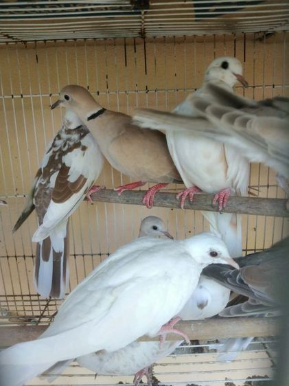 นกเขาแขก รูปที่ 4