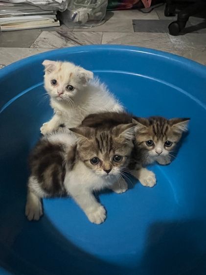 ลูกแมว