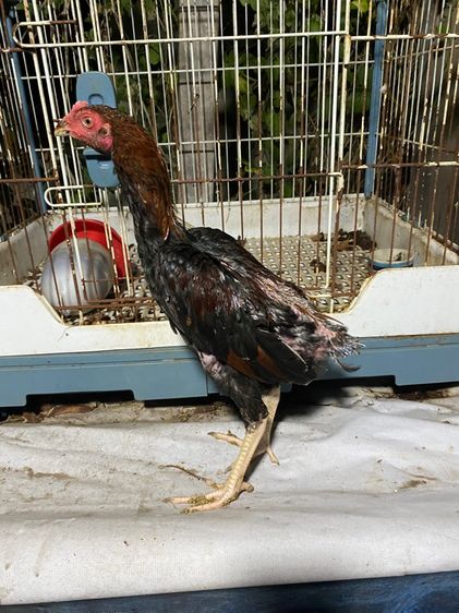 ไก่ชนยกคู่900