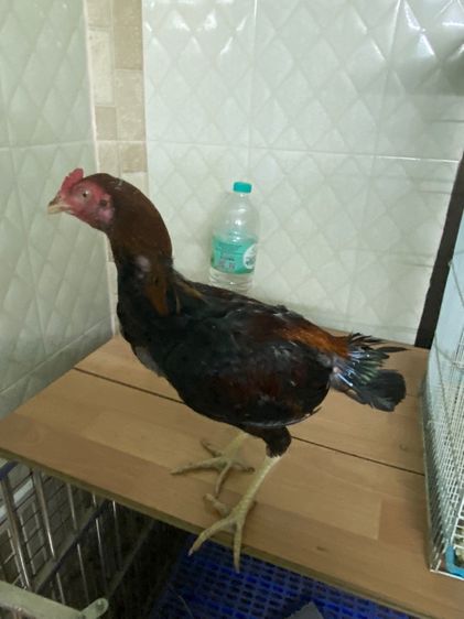 ไก่ชนยกคู่900 รูปที่ 2
