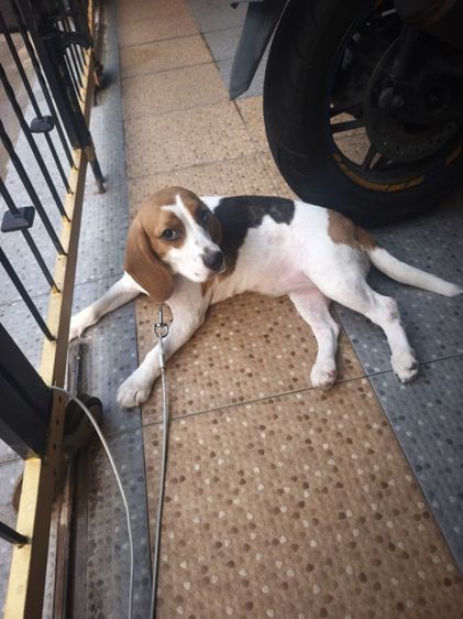 บีเกิล (Beagle) เล็ก ขายบีเกิ้ล1ปีฉีดยาครบแล้วพยาตหัวใจเห็บมัดคัวเมีย