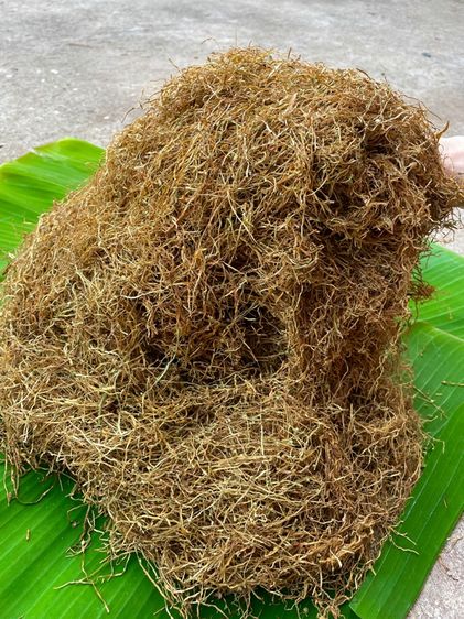 เส้นหล่มสักพื้นเมือง รูปที่ 4