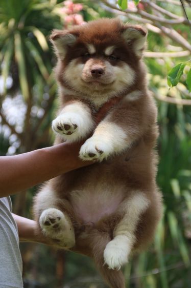 Two Siberian Husky Puppies รูปที่ 2