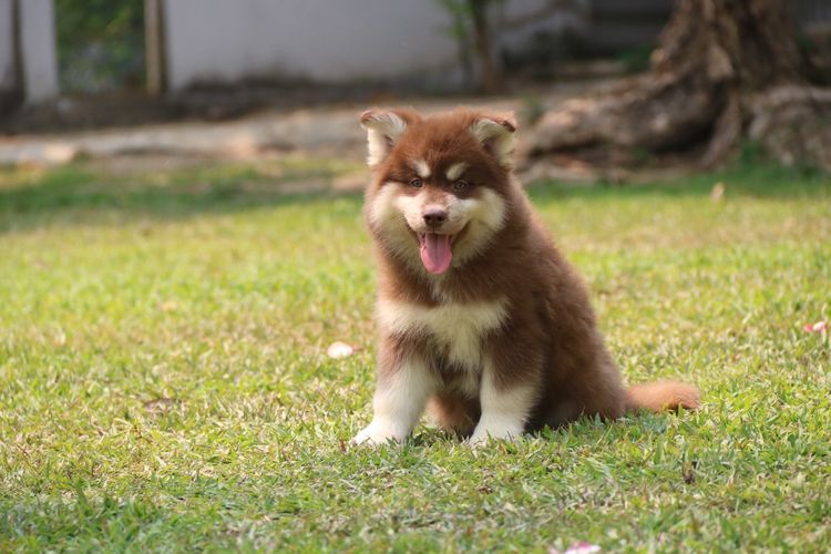 Two Siberian Husky Puppies รูปที่ 3