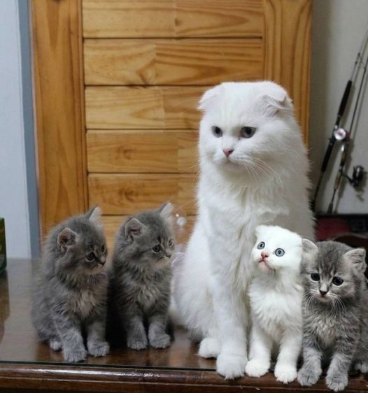 scottish fold