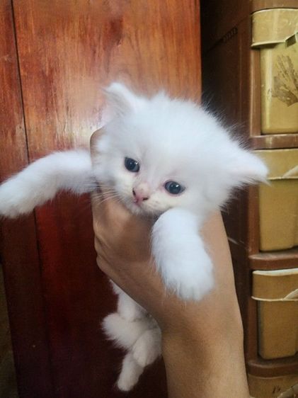 ลูกแมวเปอร์เซีย ญ