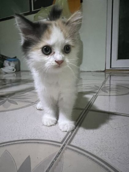 เปอร์เซีย (Persian) ลูกแมวเปอร์เซีย