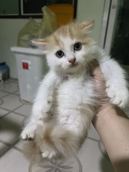 ลูกแมวเปอร์เซีย รูปที่ 2
