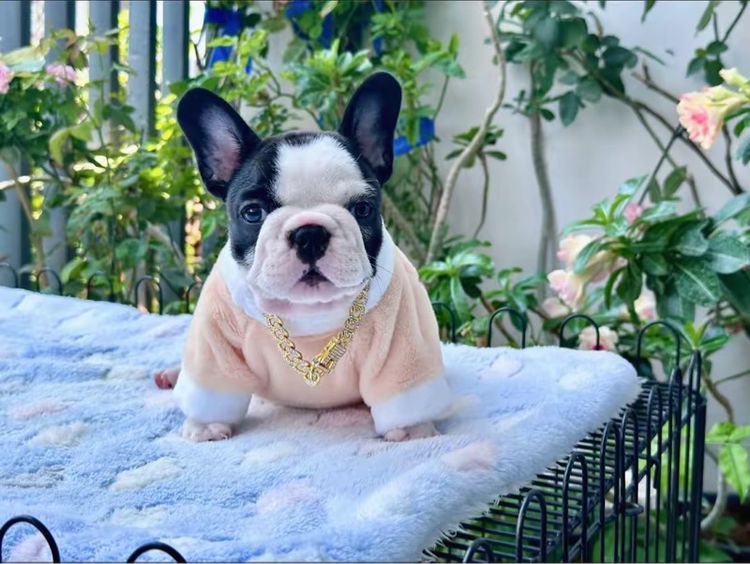 เฟรนช์ บูลด็อก (French Bulldog) เล็ก เฟรนบลูด็อก หญิง ลายวัว