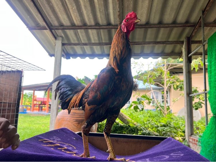 ไก่ชน