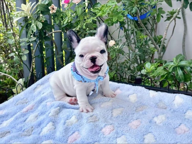เฟรนช์ บูลด็อก (French Bulldog) เล็ก เฟรนบลูด็อก หญิง