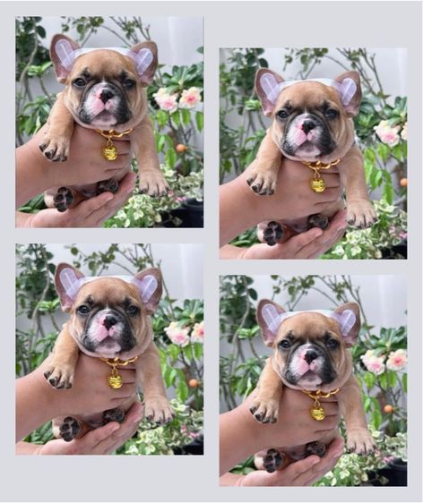 เฟรนช์ บูลด็อก (French Bulldog) เล็ก เฟรนบลูด็อก ชาย สีฟร้อน