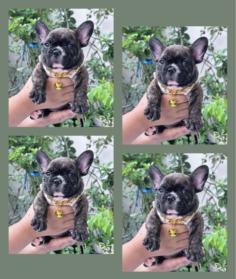 เฟรนช์ บูลด็อก (French Bulldog) เล็ก เฟรนบลูด็อก ชาย ลายเสือ