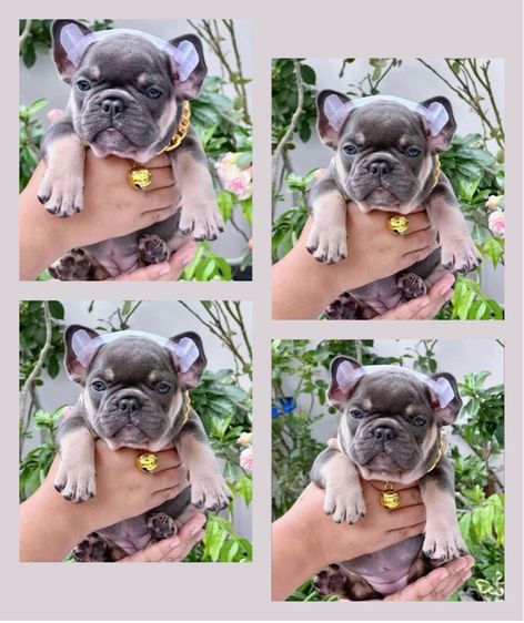 เฟรนบลูด็อก หญิง ไลแลค 