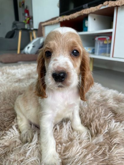 English Cocker Spaniel (อิงลิชค็อกเกอร์สเปเนียล)