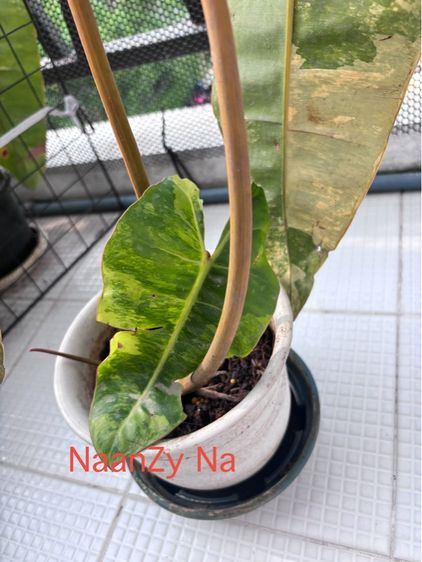 ก้านส้มด่าง กระถาง 6“ รูปที่ 2