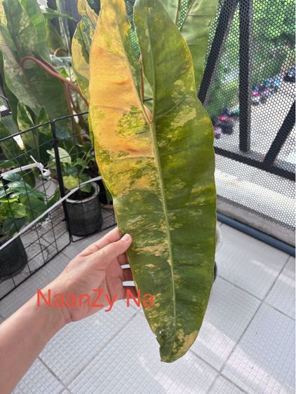 ก้านส้มด่าง กระถาง 6“ รูปที่ 3