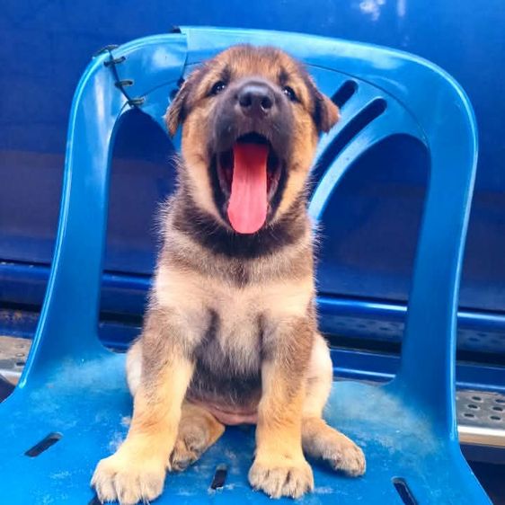 เยอรมันเชพเพิร์ด (German Shepherd) ใหญ่ เยอรมันเชฟเพิด