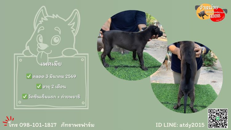 จำหน่ายลูกสุนัขพันธุ์ไทยหลังอานแท้ รูปที่ 3