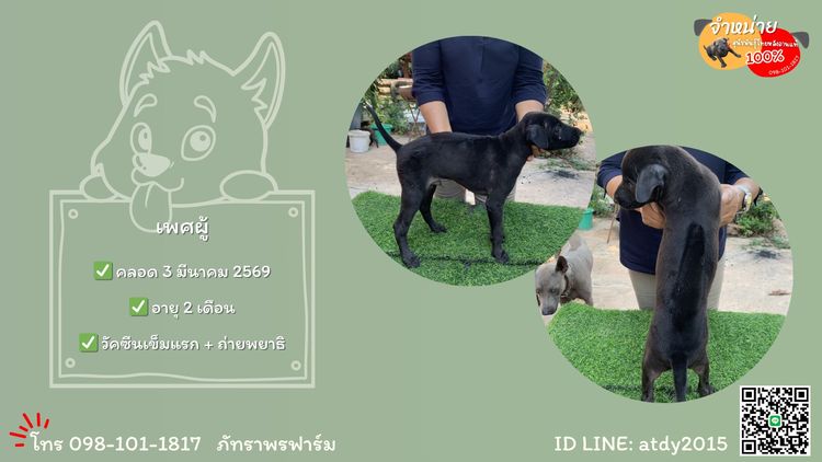 จำหน่ายลูกสุนัขพันธุ์ไทยหลังอานแท้ รูปที่ 5
