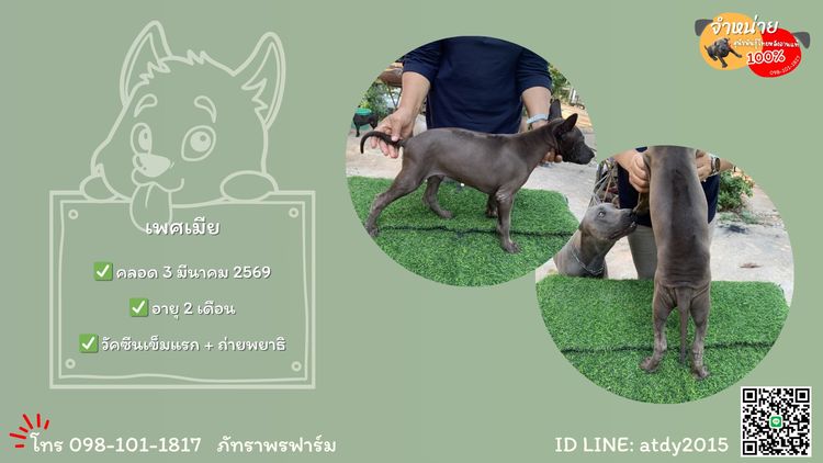 จำหน่ายลูกสุนัขพันธุ์ไทยหลังอานแท้ รูปที่ 7