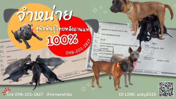 อื่นๆ กลาง จำหน่ายลูกสุนัขพันธุ์ไทยหลังอานแท้