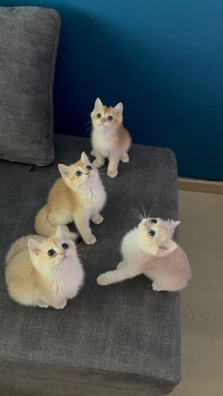 บริติช ชอร์ตแฮร์ (British Shorthair) ลูกแมวบริติช
