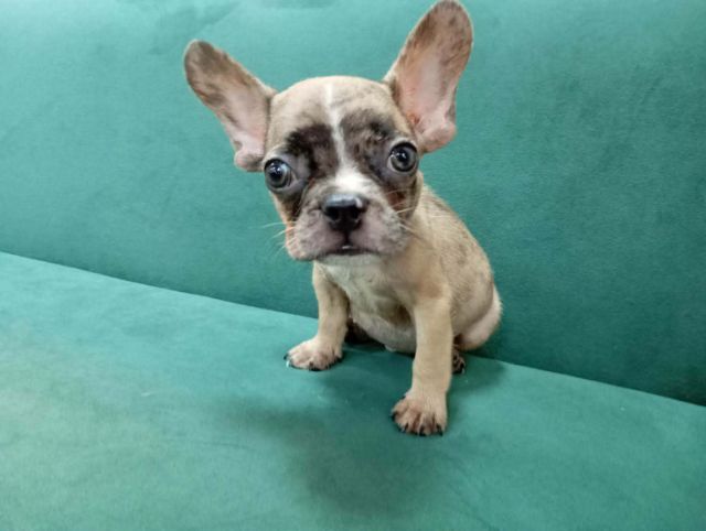 เฟรนช์ บูลด็อก (French Bulldog) เล็ก เฟรนช์บลูด็อกแท้ สีเมอร์ ฉีดวัคซีนแล้ว