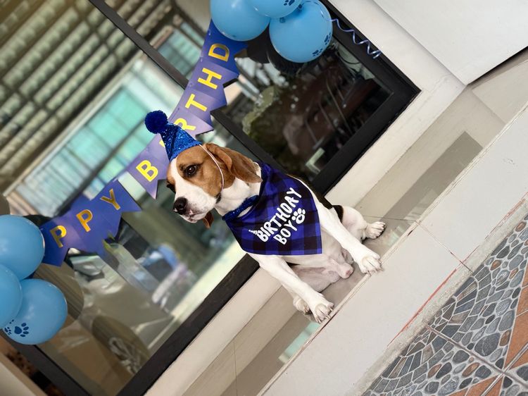 Beagle รูปที่ 3