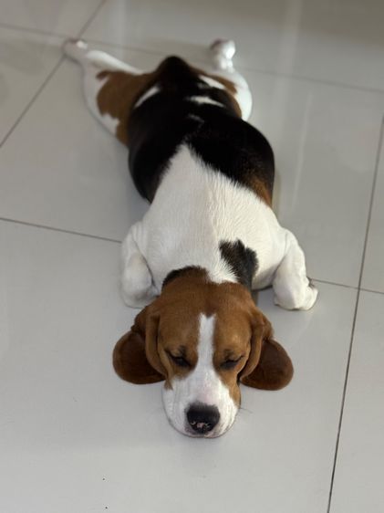 Beagle รูปที่ 2