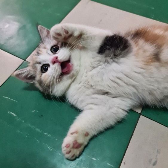 สก็อตติช โฟลด์ (Scottish Fold) สกอตติช ดญ