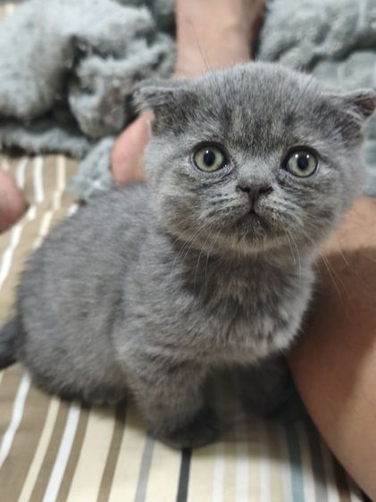 ดช.บลู สก๊อตติช ขายาว แท้