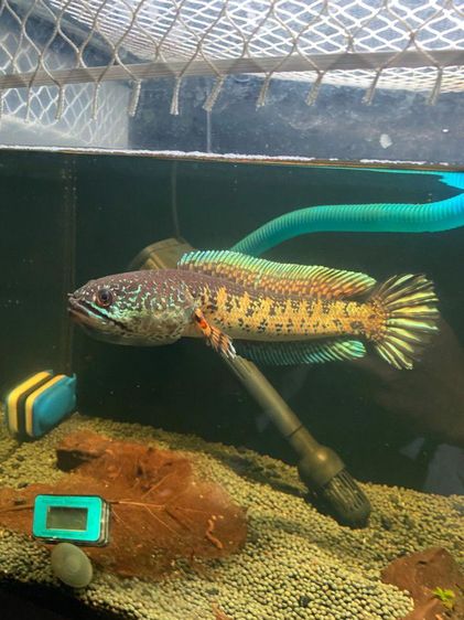 Channa auranti high fins 8-9 inches  รูปที่ 3