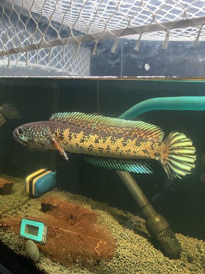 Channa auranti high fins 8-9 inches  รูปที่ 6