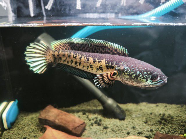 Channa auranti high fins 8-9 inches  รูปที่ 12