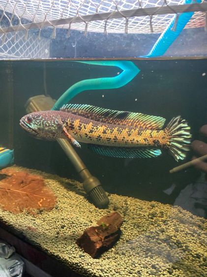 Channa auranti high fins 8-9 inches  รูปที่ 7