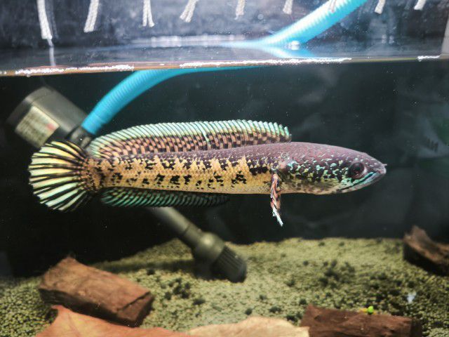 Channa auranti high fins 8-9 inches  รูปที่ 8