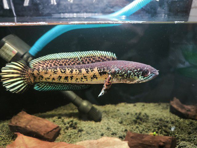 Channa auranti high fins 8-9 inches  รูปที่ 9