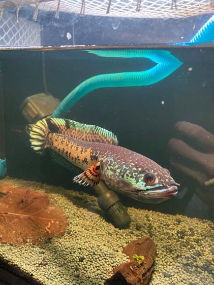 Channa auranti high fins 8-9 inches  รูปที่ 5