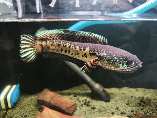 Channa auranti high fins 8-9 inches  รูปที่ 13