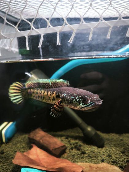 Channa auranti high fins 8-9 inches  รูปที่ 15