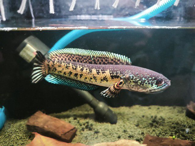 Channa auranti high fins 8-9 inches  รูปที่ 10