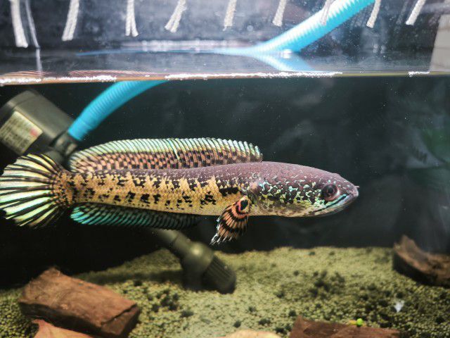 Channa auranti high fins 8-9 inches  รูปที่ 11