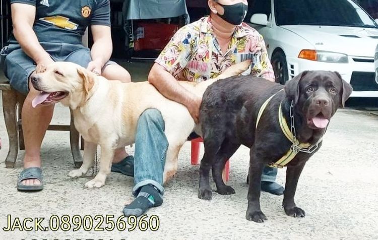 รับจับสุนัขผสมพันธุ์ทุกสายพันธุ์ครับ รูปที่ 16