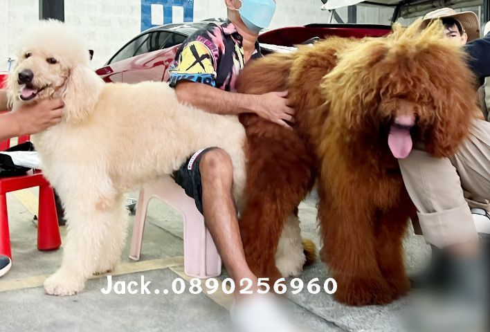 รับจับสุนัขผสมพันธุ์ทุกสายพันธุ์ครับ รูปที่ 17