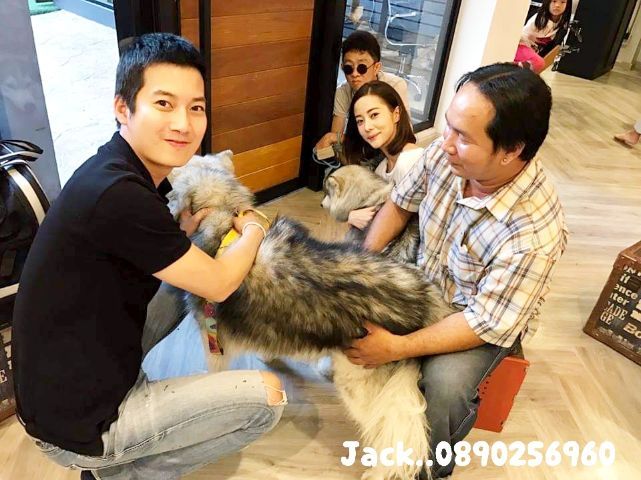 รับจับสุนัขผสมพันธุ์ทุกสายพันธุ์ครับ