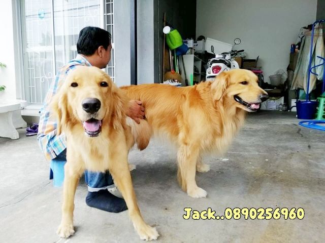 รับจับสุนัขผสมพันธุ์ทุกสายพันธุ์ครับ รูปที่ 18