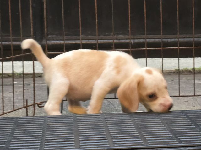 บีเกิล (Beagle) เล็ก ลูกสุนัข บีเกิ้ล Beagle 