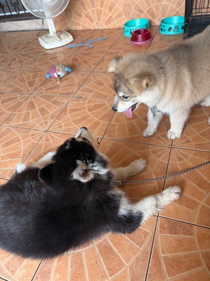 ไซบีเรียน ฮัสกี้ (Siberian Husky) ใหญ่ หาบ้านให้น้อง สมุทรปราการ 🥹🫰🏻  3,🍑🍑🍑 ไซบีเรียนเเท้ ( เพศเมีย )   3,🍑🍑🍑 โกลเด้นผสมอลาสกัน ( เพศผู้ )